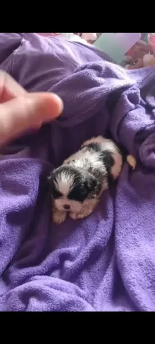 Shitzu