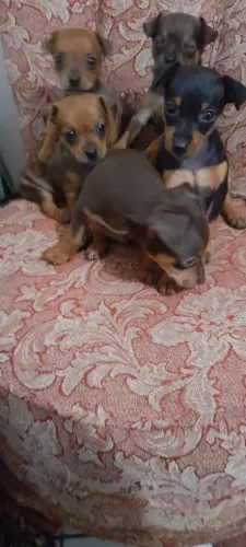 Pinscher vermifugado com 65 dias