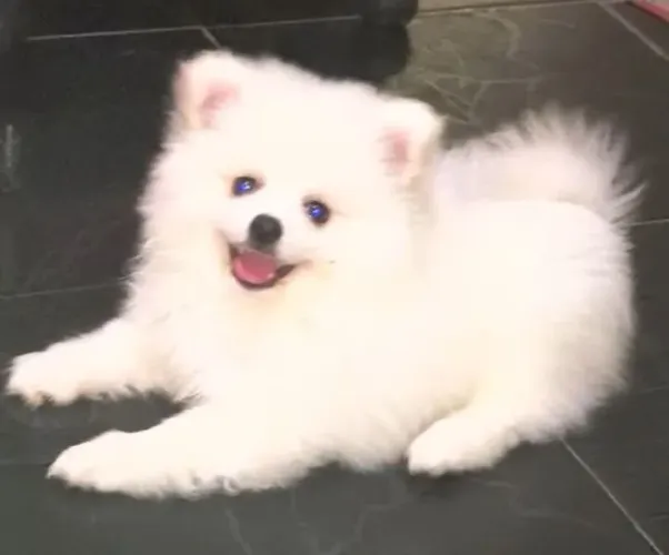 Spitz alemão fêmea branca