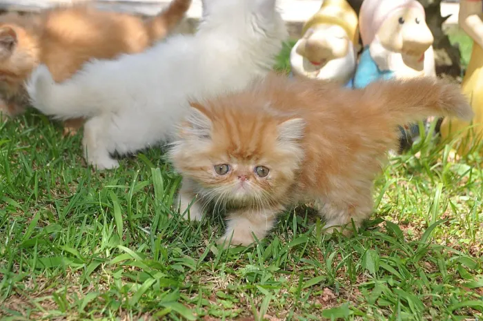 Gato Persa _ Usando a caixinha de Areia