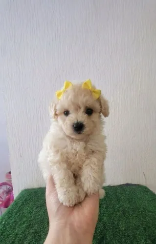 Filhote de Poodle Toy Fêmea 