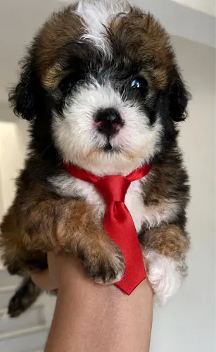 Poodle macho