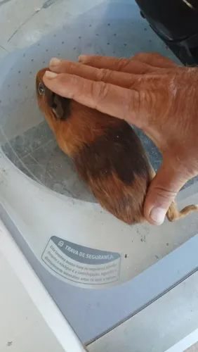 Porquinho da índia 