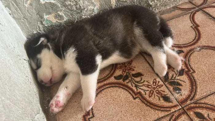 Filhotes de husky siberiano puros com olhos azuis 
