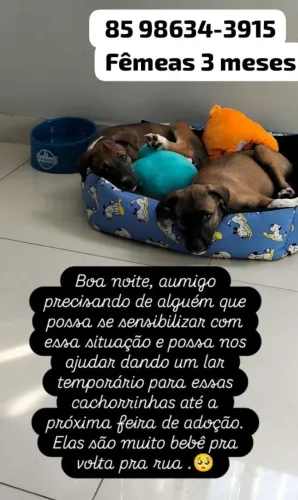 Cachorrinhos fofos pra adoção responsável