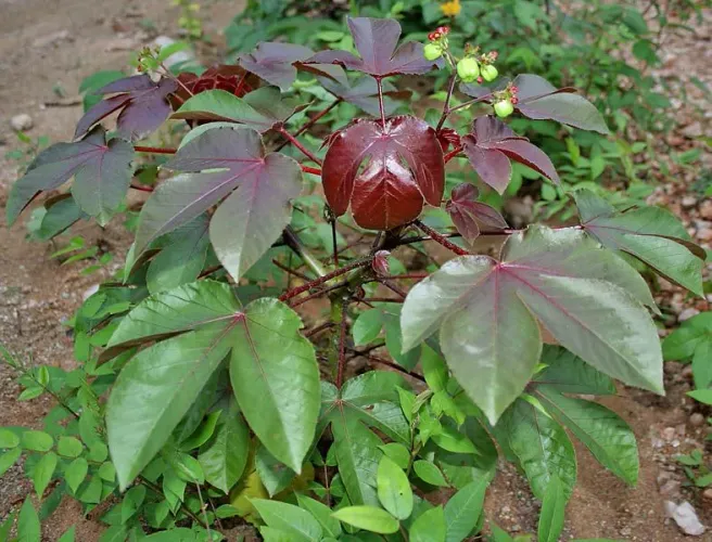 Pião roxo