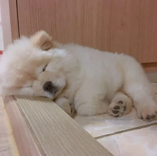 Chow Chow O tipo de filhotinho que parece um bichinho de pelúcia