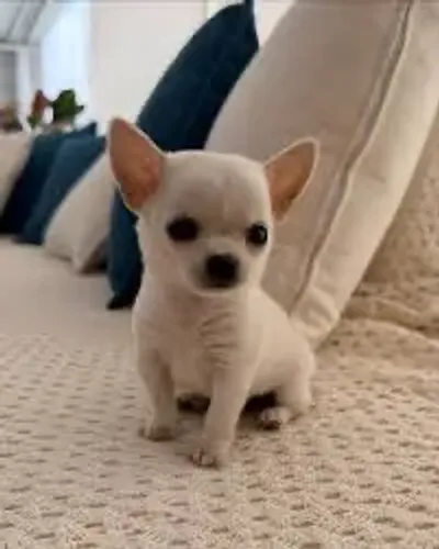 Chihuahua pelo curto 