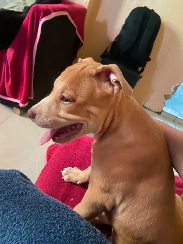 Vendo filhote de american bully (fêmea)