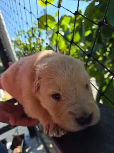 Golden Retriever Gigantes Filhotes 