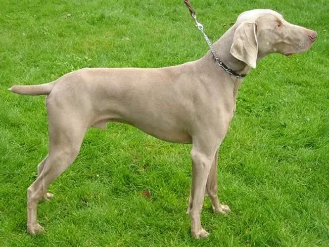 Vende se cão da raça Waimarama de 8 meses já fermifugado já com duas vacinas V11 dadas.