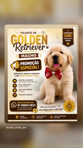 Golden macho ou Fêmea 