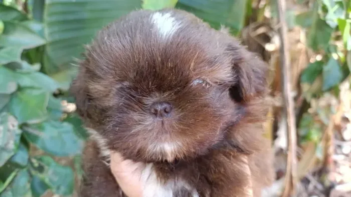 Lhasa Apso,Lhasa Apso Filhote Saudável Excelente Companhia