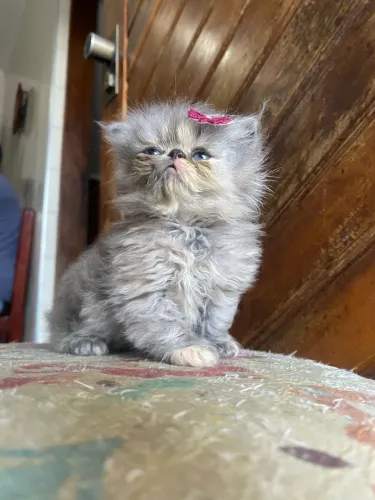 Persa Belos Gatinhos e Gatinhas 