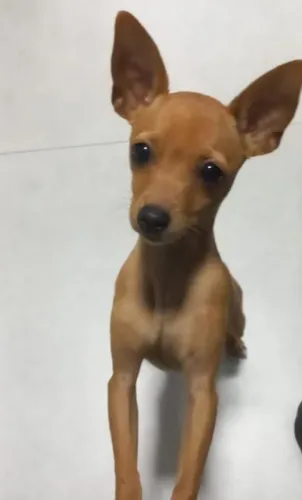 Vendo linda Pinscher Fêmea
