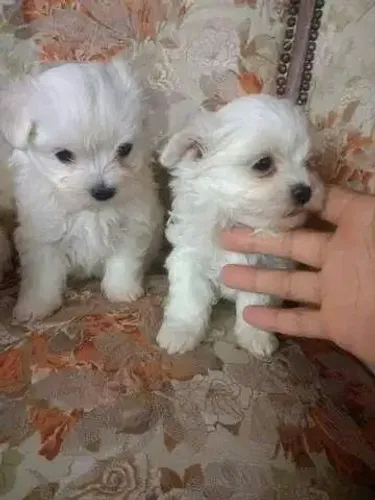 Maltês Filhotinhos cheios de personalidade esperando um lar