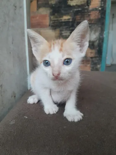 Gatos para doação