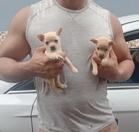 Pinscher 01 macho valor 500 reais.
