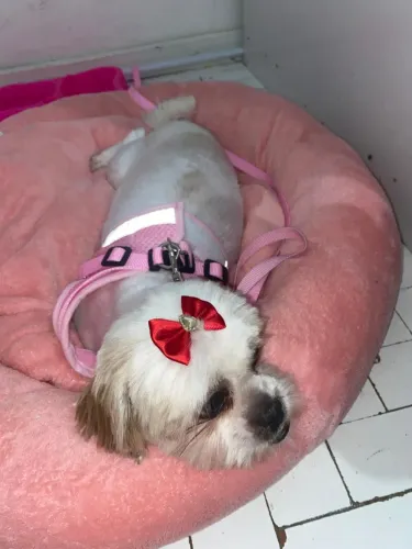 Doação shih tzu fêmea!