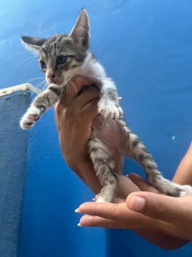 Lindos gatos filhotes doação