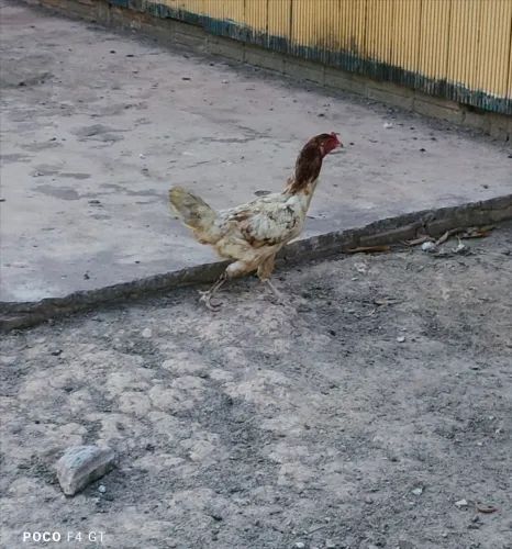 GALINHA CAIPIRA 