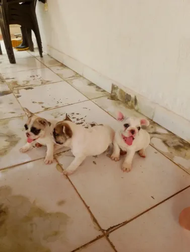 Vende-se um bulldog francês