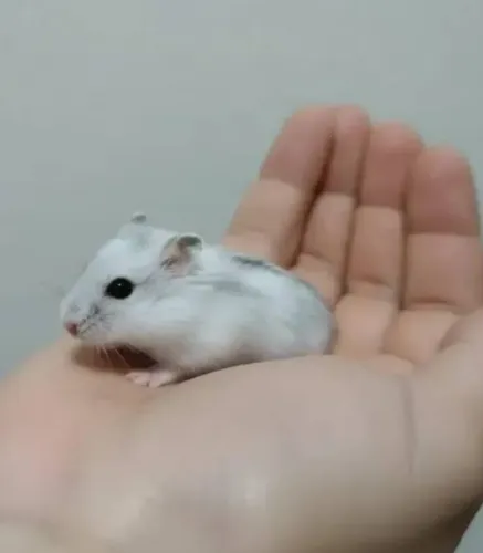 Hamster