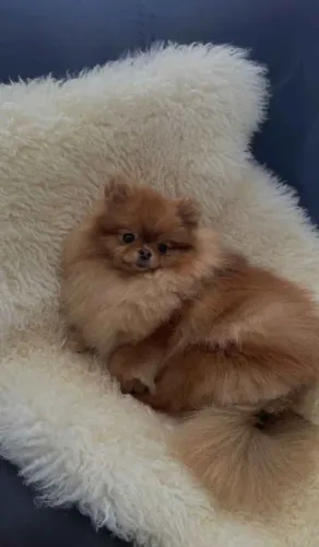 Filhote Spitz Alemão, Leve para casa uma explosão de fofura e diversão!