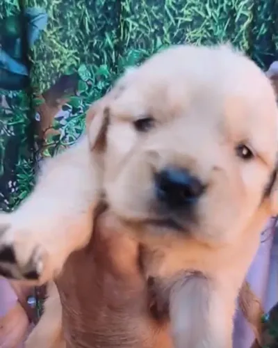 Golden retriever dourado