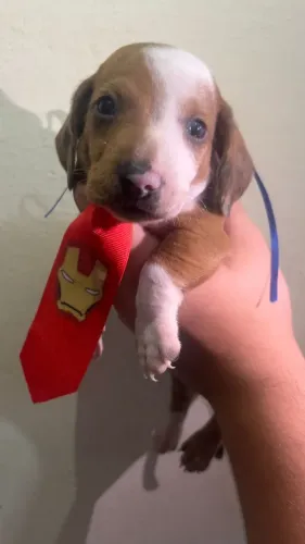 Filhote puro e muito carinhoso