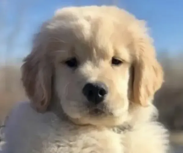 Filhotinhos de Golden Retriever- Filhotes de Raça com Atendimento Transparente