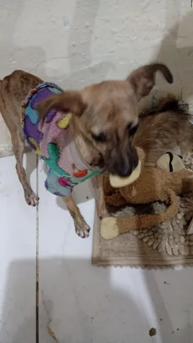 Cachorrinho