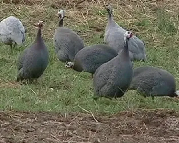 Galinhas Angola / Cocá / Capote