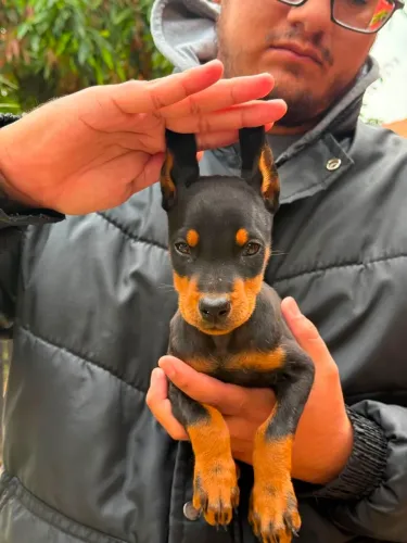 Filhote de doberman, fêmea e macho