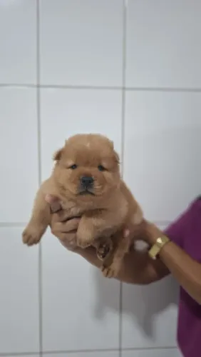 Filhote de Chow-chow 100% puro