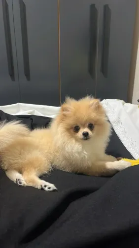 Spitz Alemão