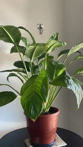 Planta Lírio da Paz Natural 50,00