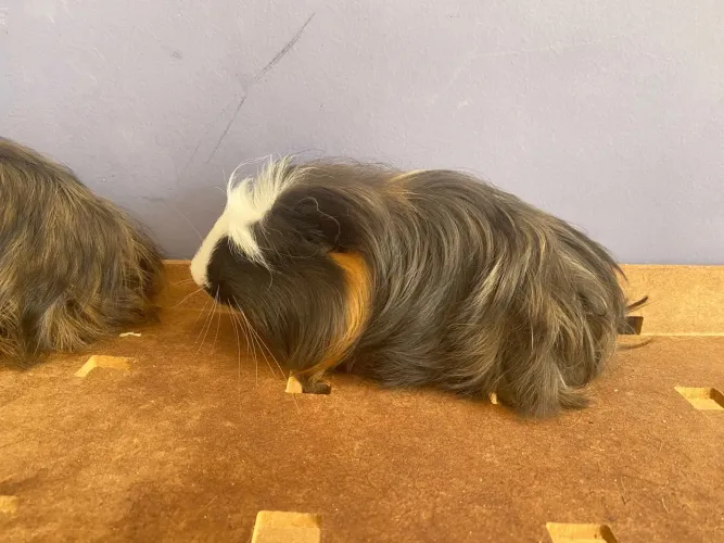 Filhotes de porquinhos da india pelo longo coronet e sheltie disponíveis  