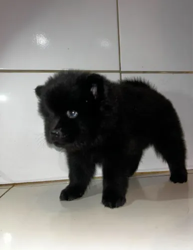 Filhote de chow-chow fêmea disponível pra vender 