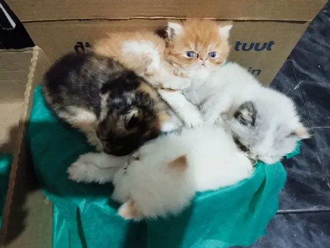 Filhotes gato persa belo horizonte nasceu dia 08/04 macho 1500.00