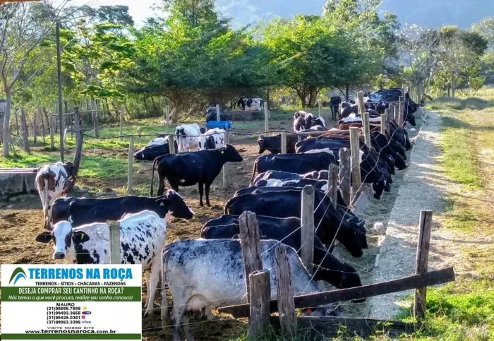 Fazenda em Itapecerica MG 150 hectares toda formada COMPLETA gado ou plantações