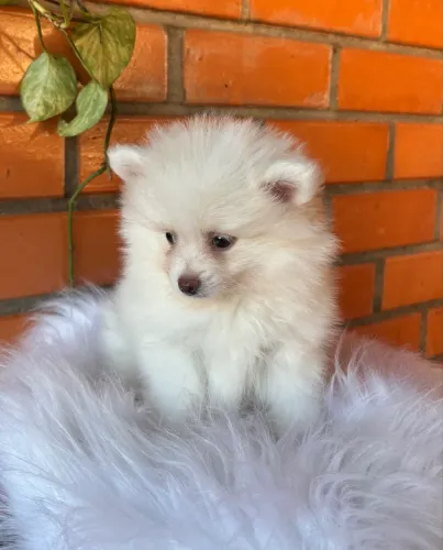 Spitz alemão macho 