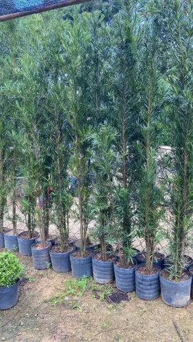 Plantas ornamentais 