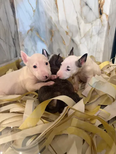 Filhotes de Bull terrier disponíveis