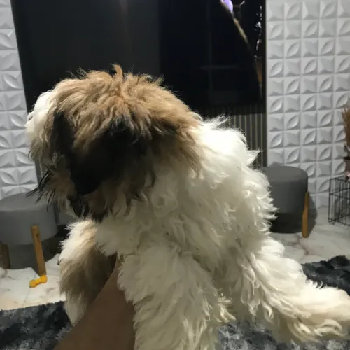 Doação cachorro 