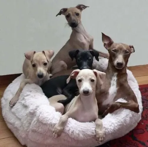 Encantadores Galgo Italiano 