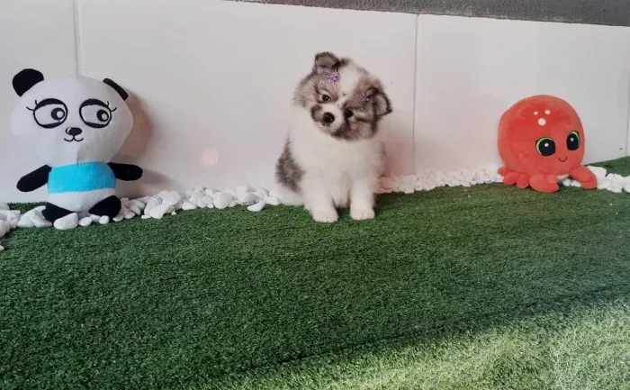 Lindos Filhotes Lulu da Pomerania anão macho e fêmea 