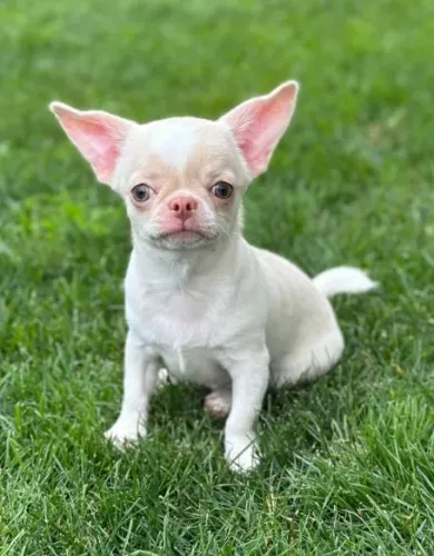 Chihuahua Fêmea cor Gold: Uma Filhote Radiante Cheia de Amor!