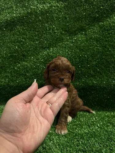 Sua família merece um Poodle Toy Red 