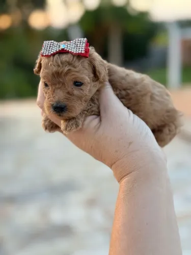 Poodle Mini Toy / Vendas / 